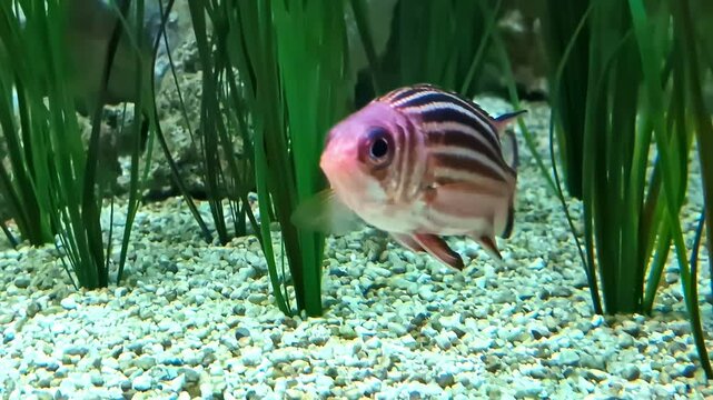 Crown Squirrelfish Fish, Sargocentron Diadema Marine Ray-finned Fish. Undersea