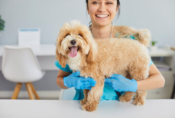 Friendly smiling female veterinary nurse holding cute maltipoo dog on table during medical checkup at veterinary clinic. Young cheerful doctor gently cuddling furry pet, who feeling safe in her care.