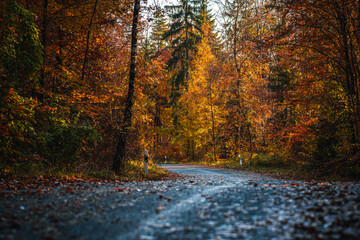 Winding Forest Road Lined with Golden and Red Autumn Foliage