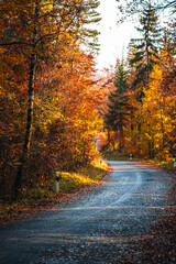 Fototapeta premium Winding Autumn Road with Golden Foliage in a Serene Forest Setting