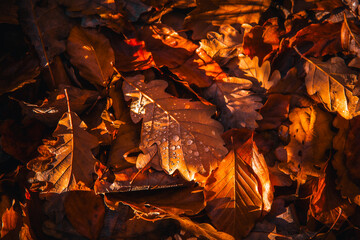 Dew-Covered Autumn Leaves Illuminated by Golden Hour Light