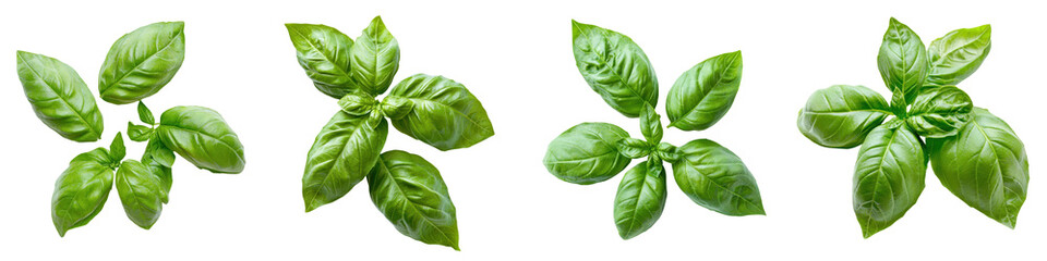 Fresh basil leaves arranged elegantly for culinary use, perfect for enhancing flavors in dishes and garnishes. transparent background