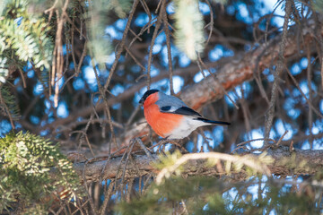 Bullfinch sitting on a branch. Beautiful bird with a red breast on a branch in winter.