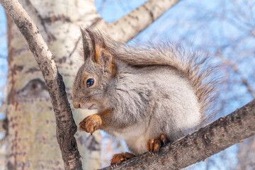 Fototapeta premium The squirrel with nut sits on tree in the winter or late autumn