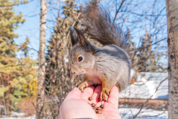 Squirrel eats nuts from a man's hand. Caring for animals in winter or autumn.