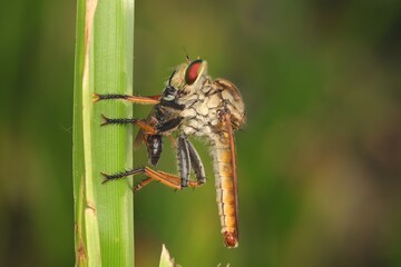 A close-up photograph of a robber fly perched on a blade of grass, holding its prey in its long,...