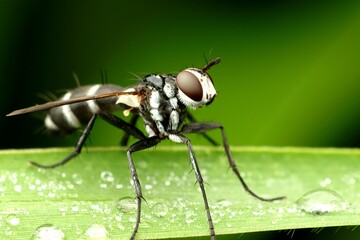 A detailed macro photograph of a black and white fly perched on a green leaf covered in dew drops.  Perfect for nature, insect, and wildlife projects.  Green blurred background