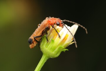 A close-up macro photo of a red soldier beetle perched on a white flower bud. Perfect for nature, insect, or gardening themed projects.