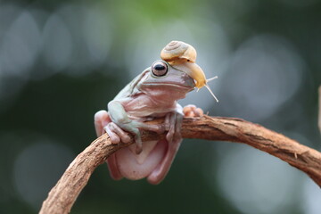 Close-up photo of  a cute image of a snail riding on the head of a frog, perfect for nature, animal, and wildlife, friendship themes. Green blurred background