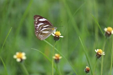 MAcro photo of a beautiful butterfly rests on a delicate white flower in a field of green grass. This image evokes a sense of tranquility and beauty. Green blurred background
