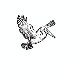Naklejka premium illustration of a pelican