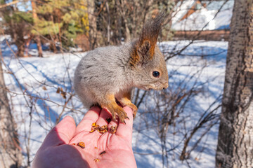 Squirrel eats nuts from a man's hand. Caring for animals in winter or autumn.