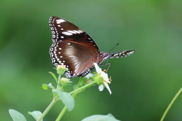 Macro photo of butterfly with brown and white wings resting on a white flower against a soft green background. Ideal for nature, beauty, and spring themes. Green blurred background