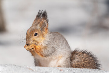 The squirrel in winter sits on white snow.