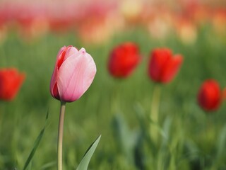 Obraz premium ピンク色のチューリップの花のアップ