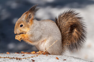 The squirrel in winter sits on white snow.