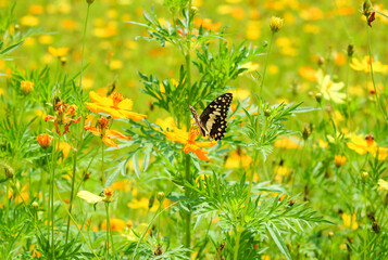 Butterflies and flowers in a natural garden.