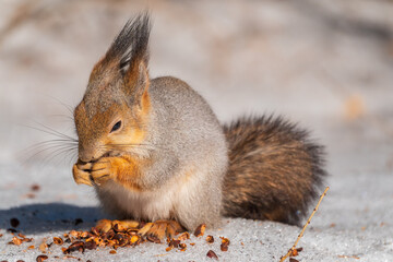 The squirrel in winter sits on white snow.