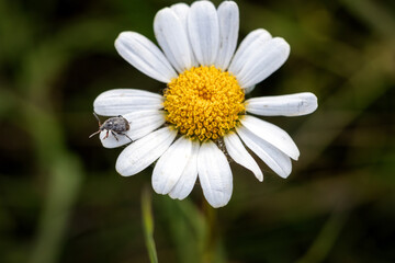 Close-Up of a Seed Beetle Resting on a Delicate Daisy, Showcasing the Intricate Details of Nature’s Smallest Creatures Amidst Vibrant Floral Beauty