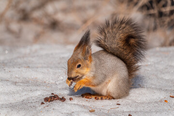 The squirrel in winter sits on white snow.