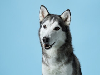 A Siberian Husky dog, mouth agape and eyes alight, catches a treat against a soft blue sky-like background. The snapshot captures the dog eager anticipation and joyful expression mid-action