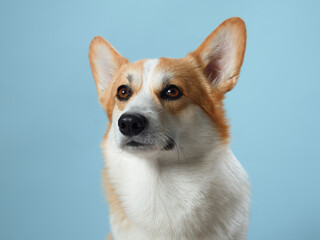 A vigilant Pembroke Welsh Corgi dog with alert ears and soulful eyes against a gentle blue background, embodying the breed intelligent and watchful nature
