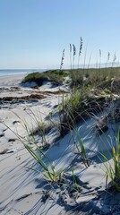 Coastal Dune with Native Grasses and Sand Stabilization Protecting Shoreline Ecosystems