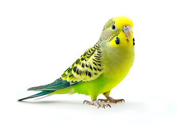 Obraz premium A vibrant green budgie stands alone on white backdrop. The budgerigar, also known as a wavy parrot 
