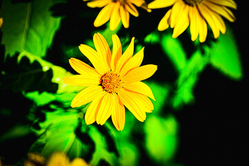 日本の夏に咲く