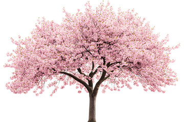 Obraz premium Sakura tree with pink blossoms stands alone against a white background 
