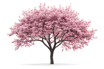 Fototapeta premium Sakura tree with pink blossoms stands alone against a white background 