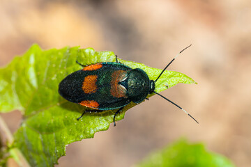 New species (2021), Wild flower cockroach (Eucorydia asahinai) from Thailand, Southeast Asia. Beautiful metallic greenish blue cockroach rarely found in the nature.