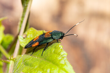 New species (2021), Wild flower cockroach (Eucorydia asahinai) lateral view from Thailand, Southeast Asia. Beautiful metallic greenish blue cockroach rarely found in the nature.