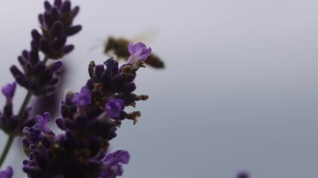 Honeybee on Lavender Plant. 