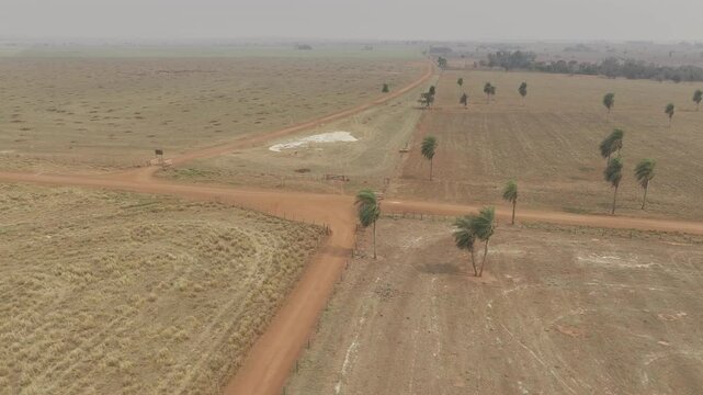 Drone orbits around 3-way intersection of dirt roads with scattered palm trees in dry grassy area