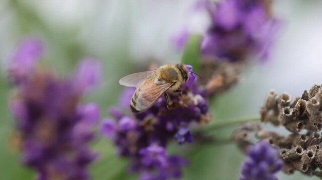Beautiful Honeybee on Lavender plant. 