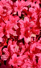 Red azaleas in the garden at spring time.