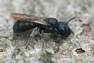 Closeup on a European small carpenter bee, Ceratina chalybea on a peice of wood