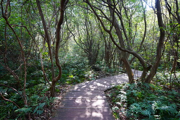 fine boardwalk through refreshing forest
