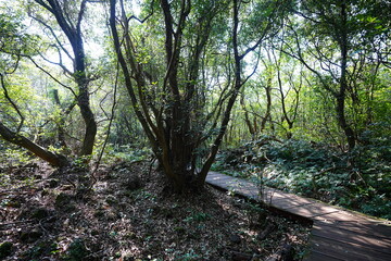 fine boardwalk through refreshing forest
