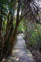 fine boardwalk through refreshing forest
