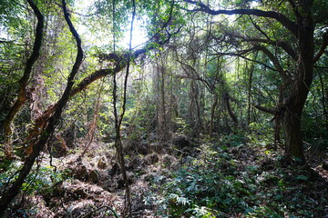 dense spring forest in the gleaming sunshine