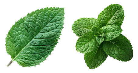 mint leaves isolated on transparent background