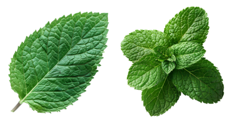 mint leaves isolated on transparent background
