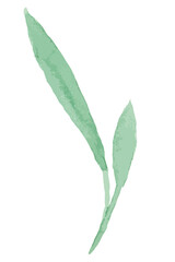 Green leaves transparent png hand drawn sticker element