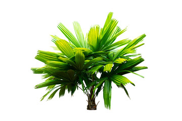 Palm tree isolated