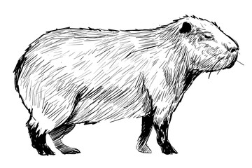 Fototapeta premium Png Capybara walking sketch animal illustration, transparent background
