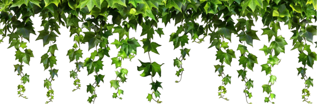 Vines isolated on white background, green leaves hanging down, top view, PNG cutout