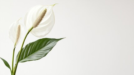 Obraz premium White Peace Lily Flower with Green Leaves