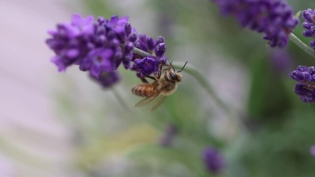 Macro Insights of A Honeybee on Lavender Plant!